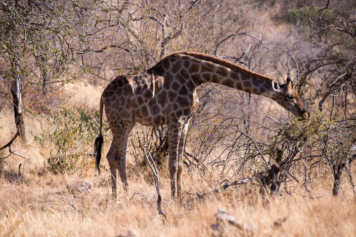 _DSC2705.jpg
